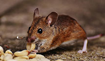 24 Hour & Emergency Exterminators in Mountain Brook, AL
